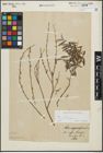 Foto von Salix repens subsp. incubacea (L.) A. Neumann